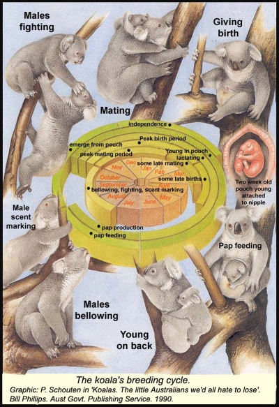 Reproductive System Koala Bear Kc 1287